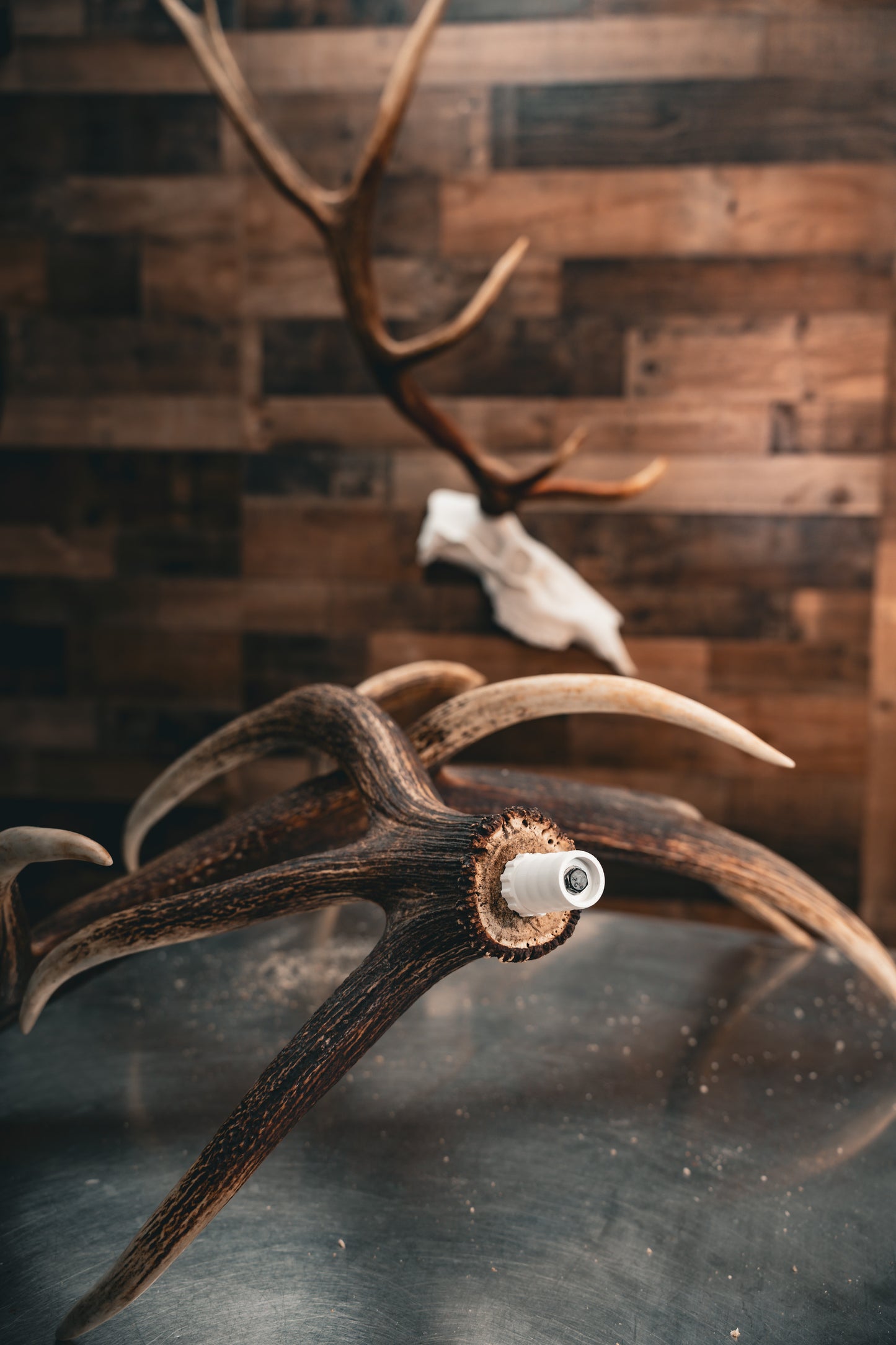 Elk Skull - Replica Mount