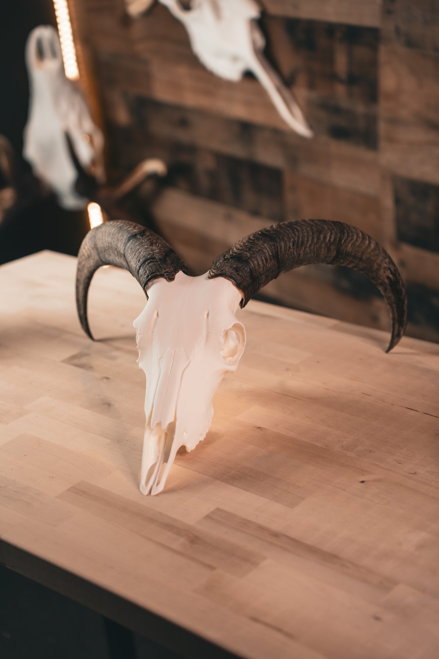 Aoudad Replica Skull (Barbary Sheep)