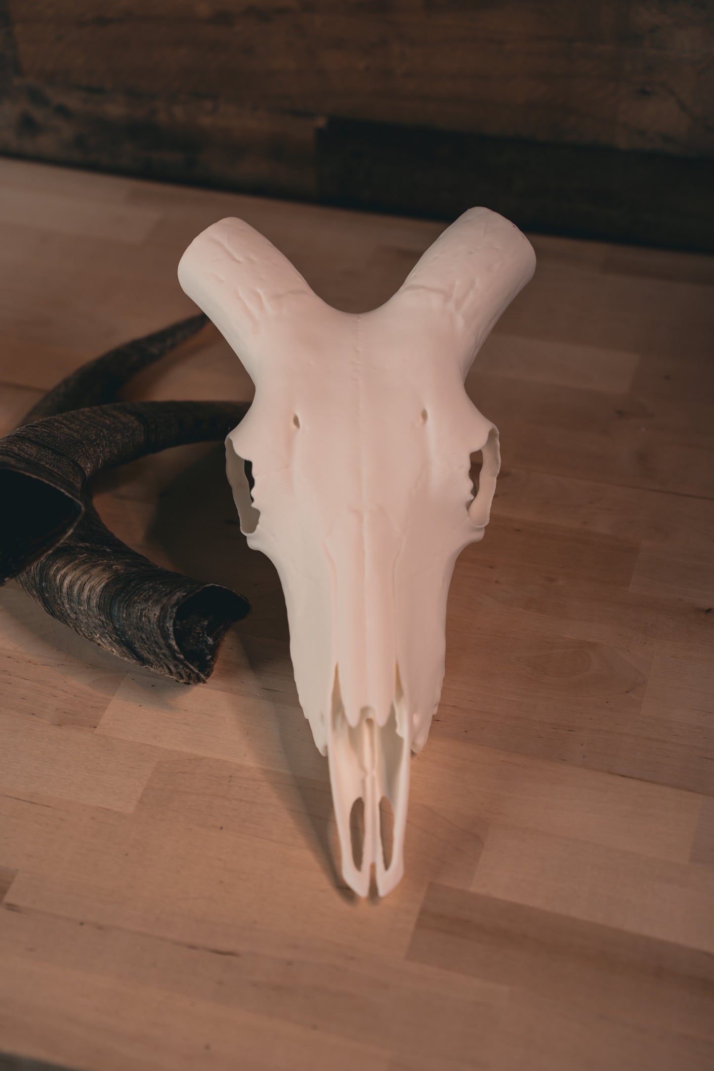 Aoudad Replica Skull (Barbary Sheep)
