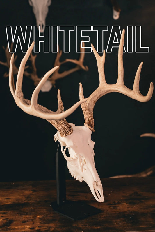 Whitetail Deer - Replica Mount