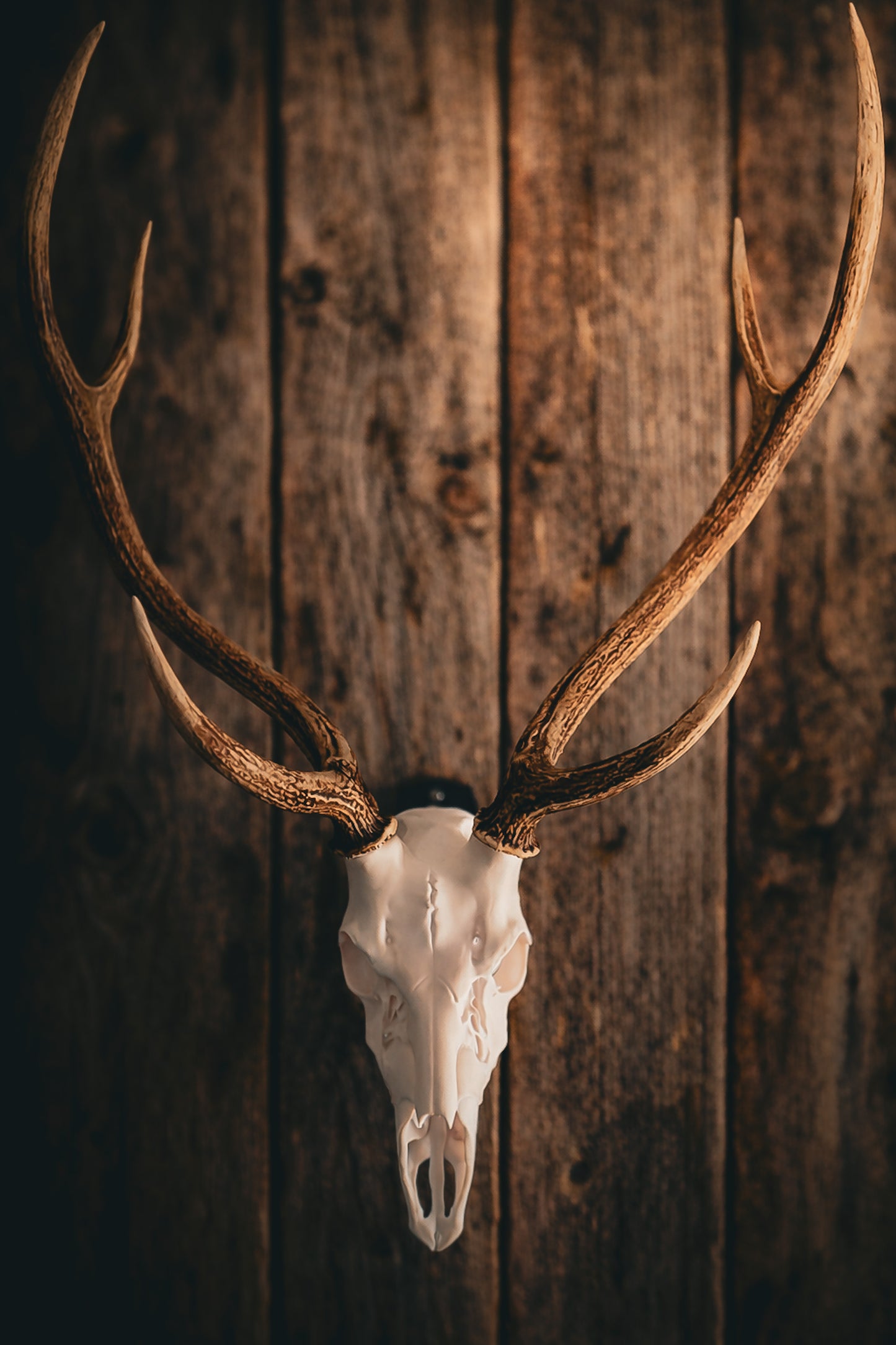 Axis Deer - Replica Mount