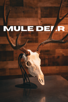 Mule Deer - Replica Mount