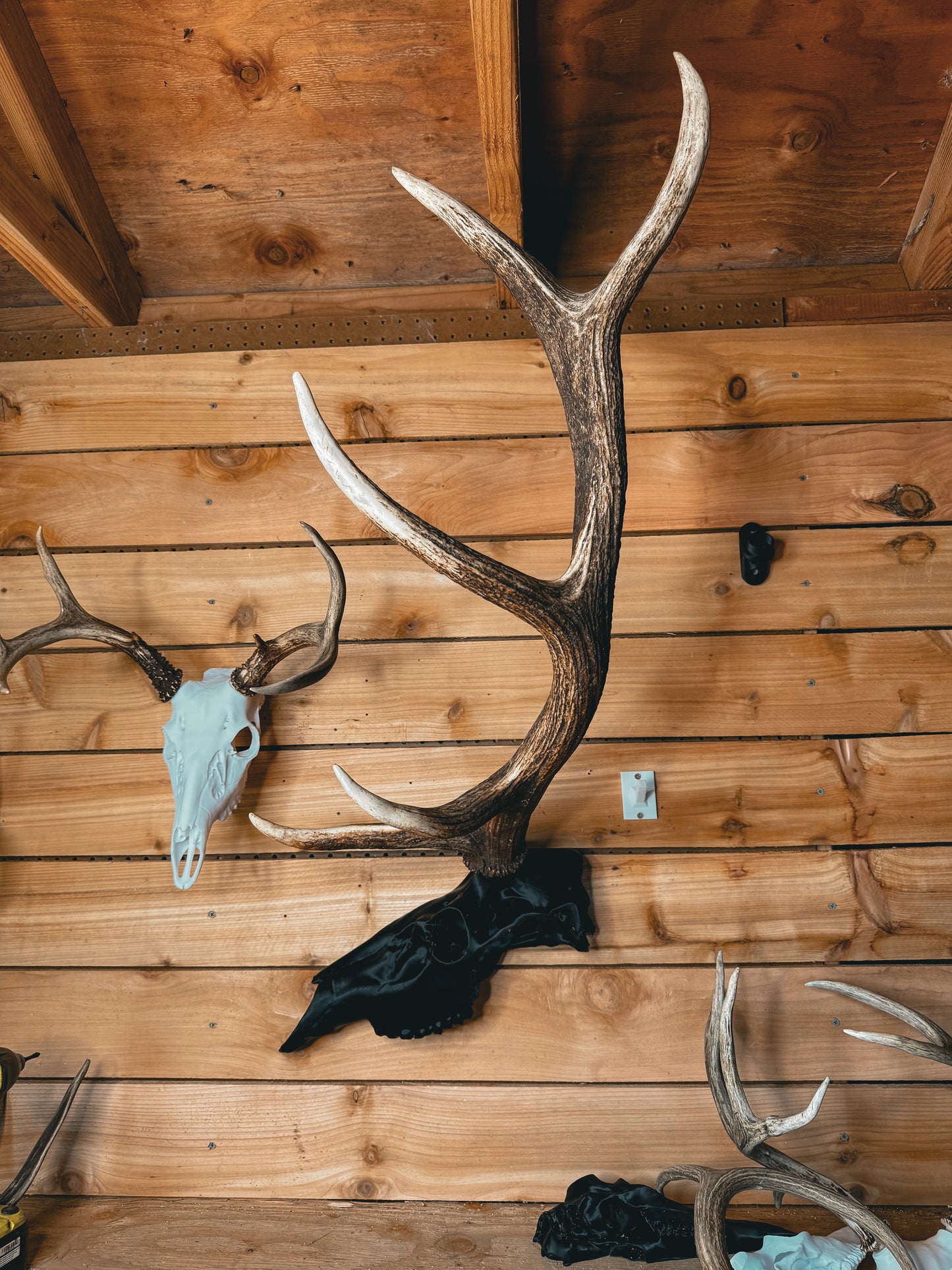 Elk Snap Skull - Half
