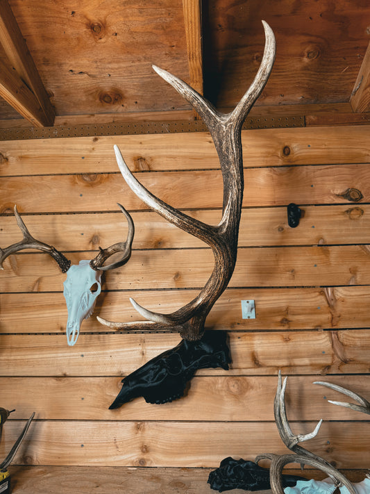 Elk Snap Skull - Half