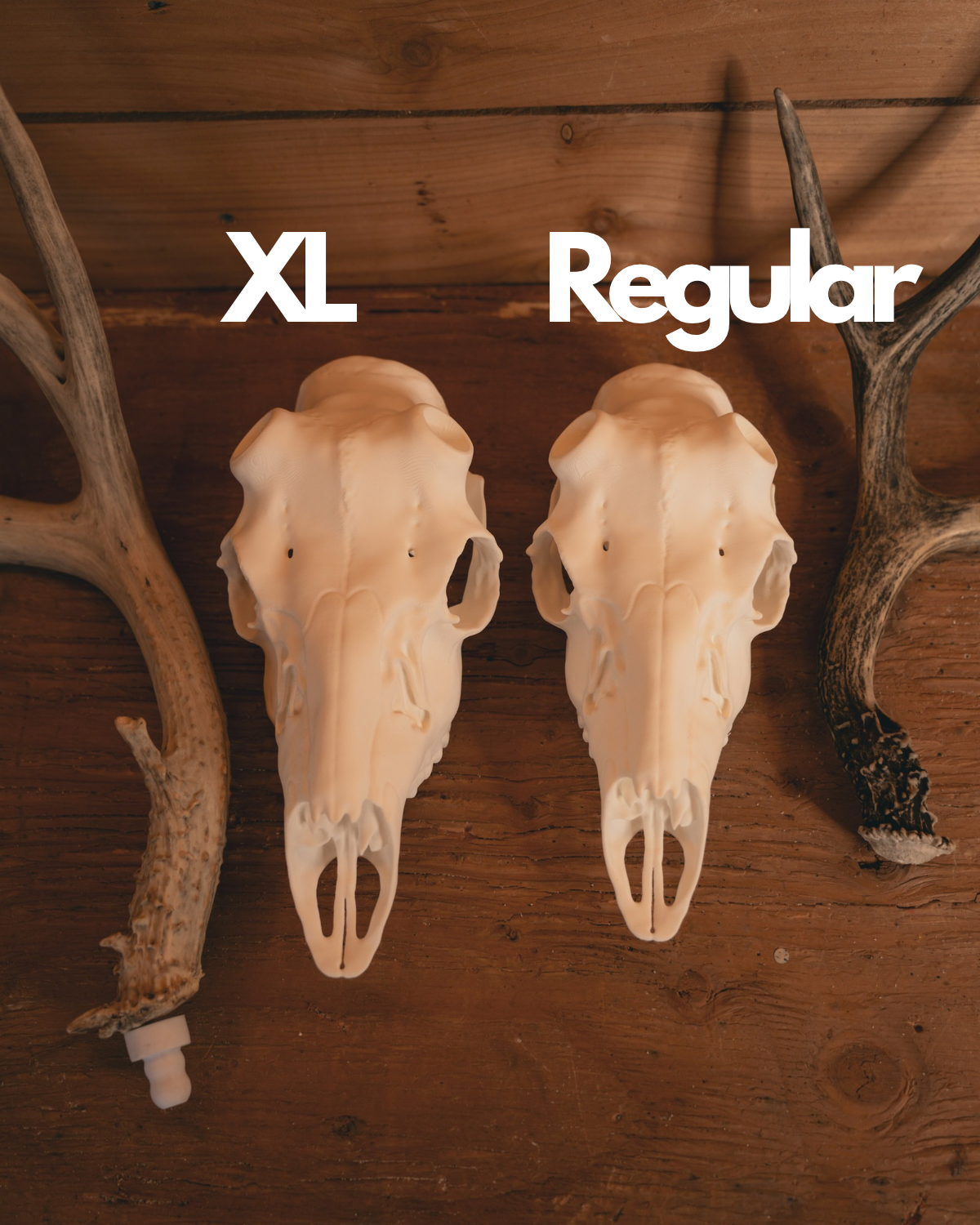 Mule Deer Snap Skull - Replica Mount