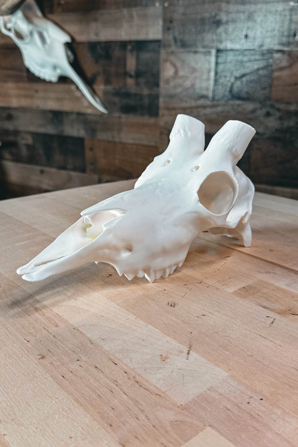 Mountain Goat Replica Skull