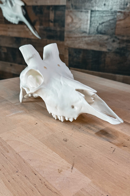 Mountain Goat Replica Skull