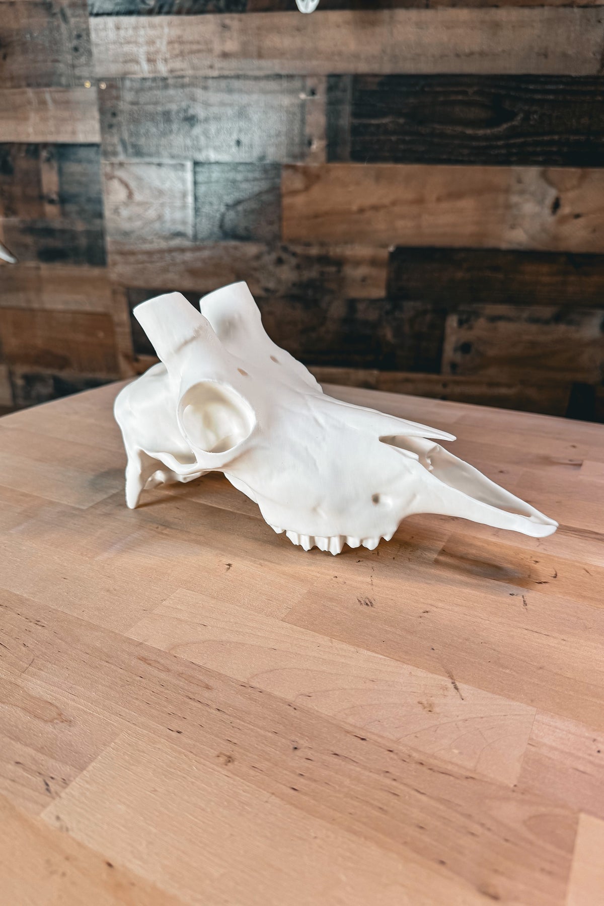 Mountain Goat Replica Skull