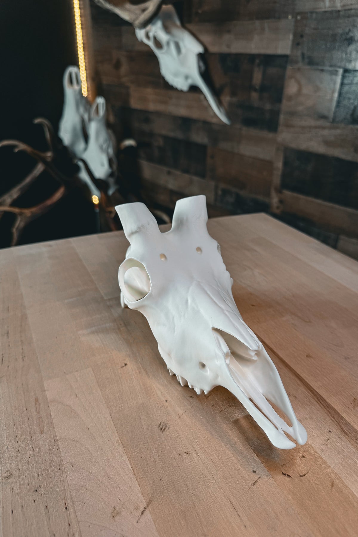 Mountain Goat Replica Skull