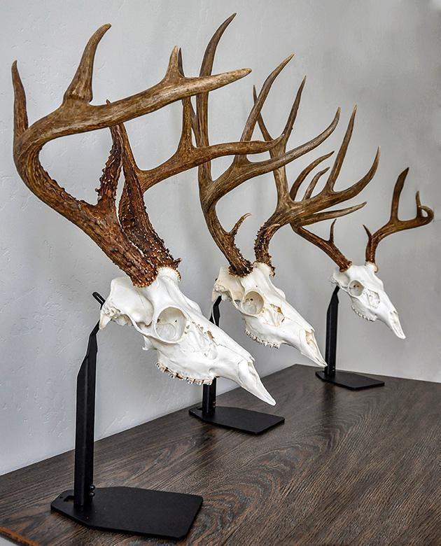 Desktop European Skull Mount Hanger