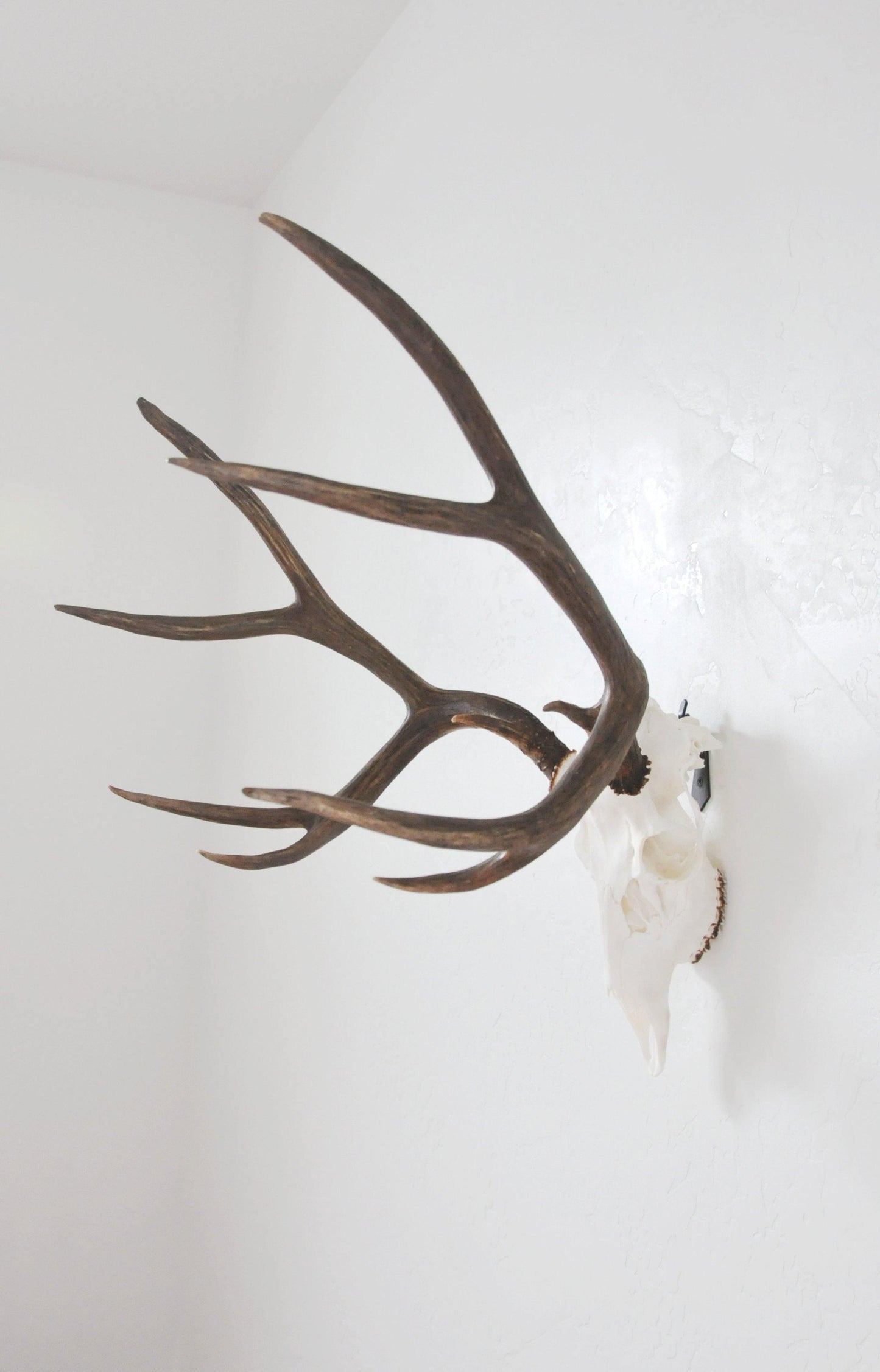 European Skull Mount Hanger - MEDIUM