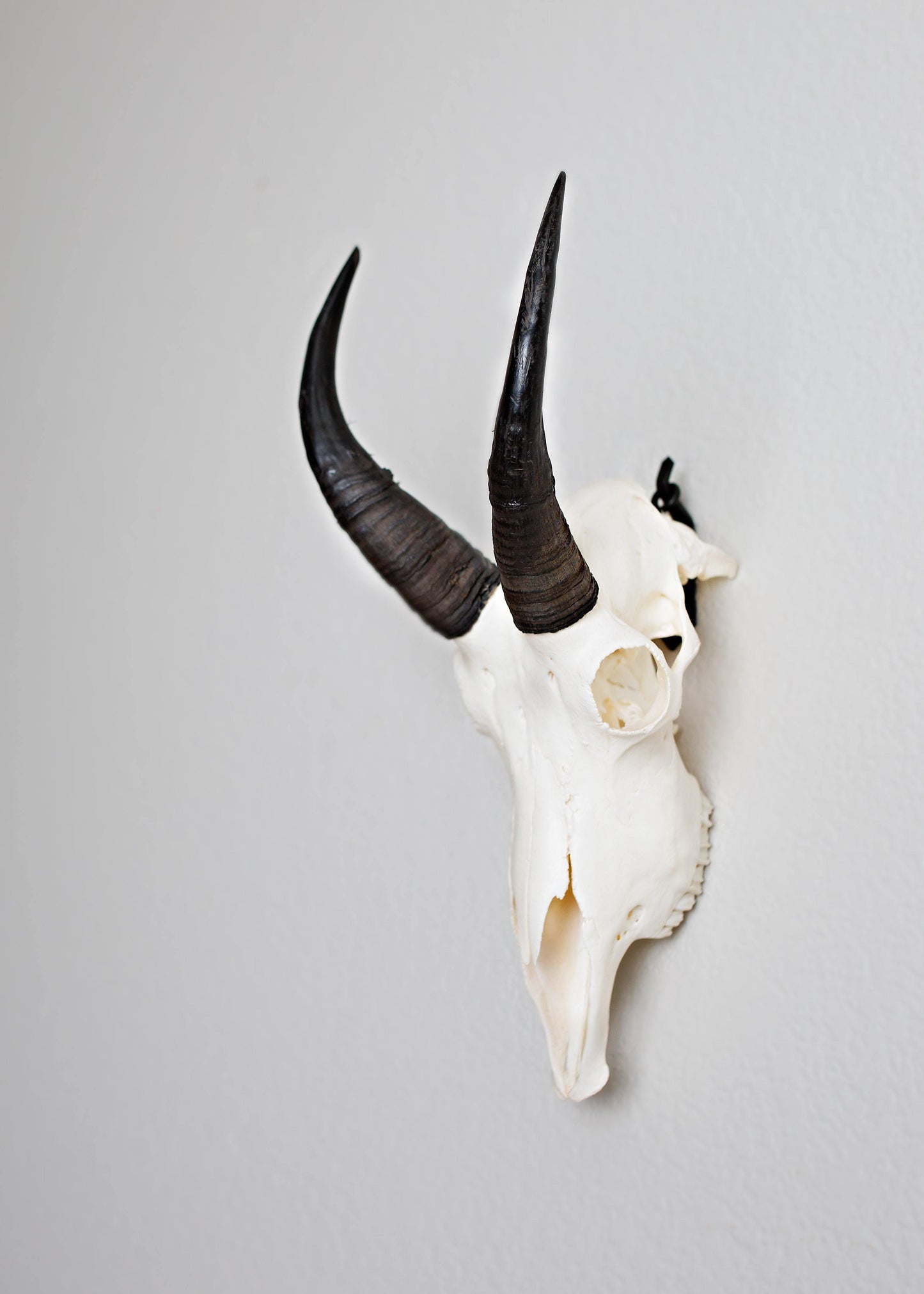 European Skull Mount Hanger - SMALL