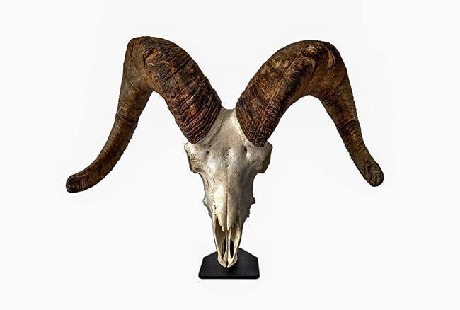 Desktop European Skull Mount Hanger