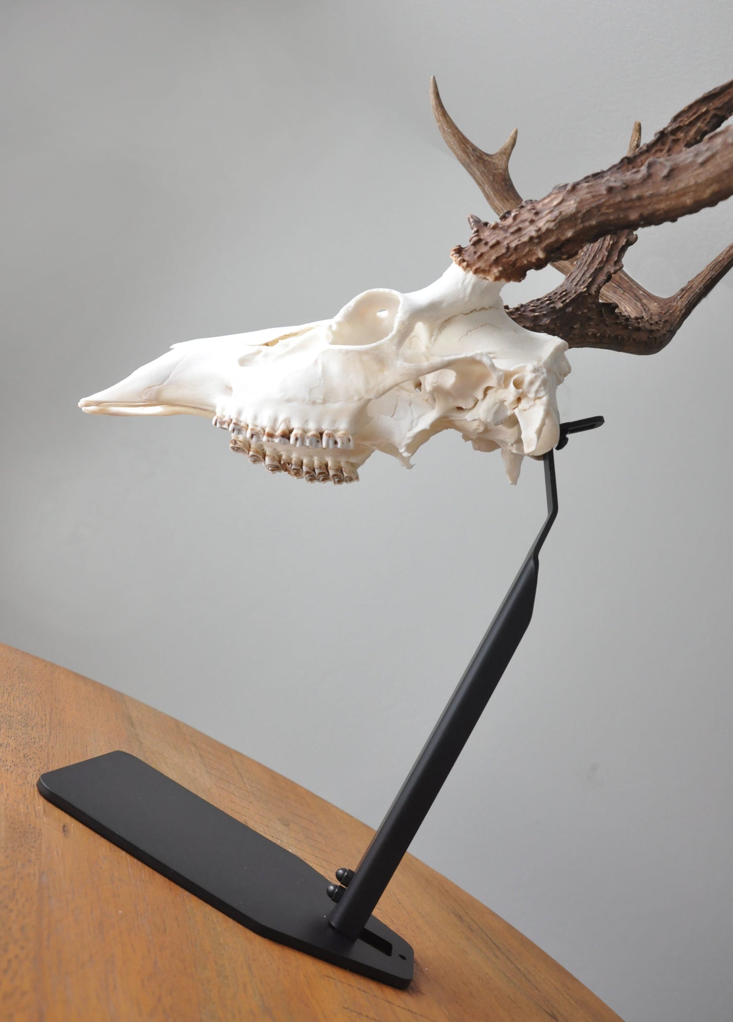 Desktop European Skull Mount Hanger