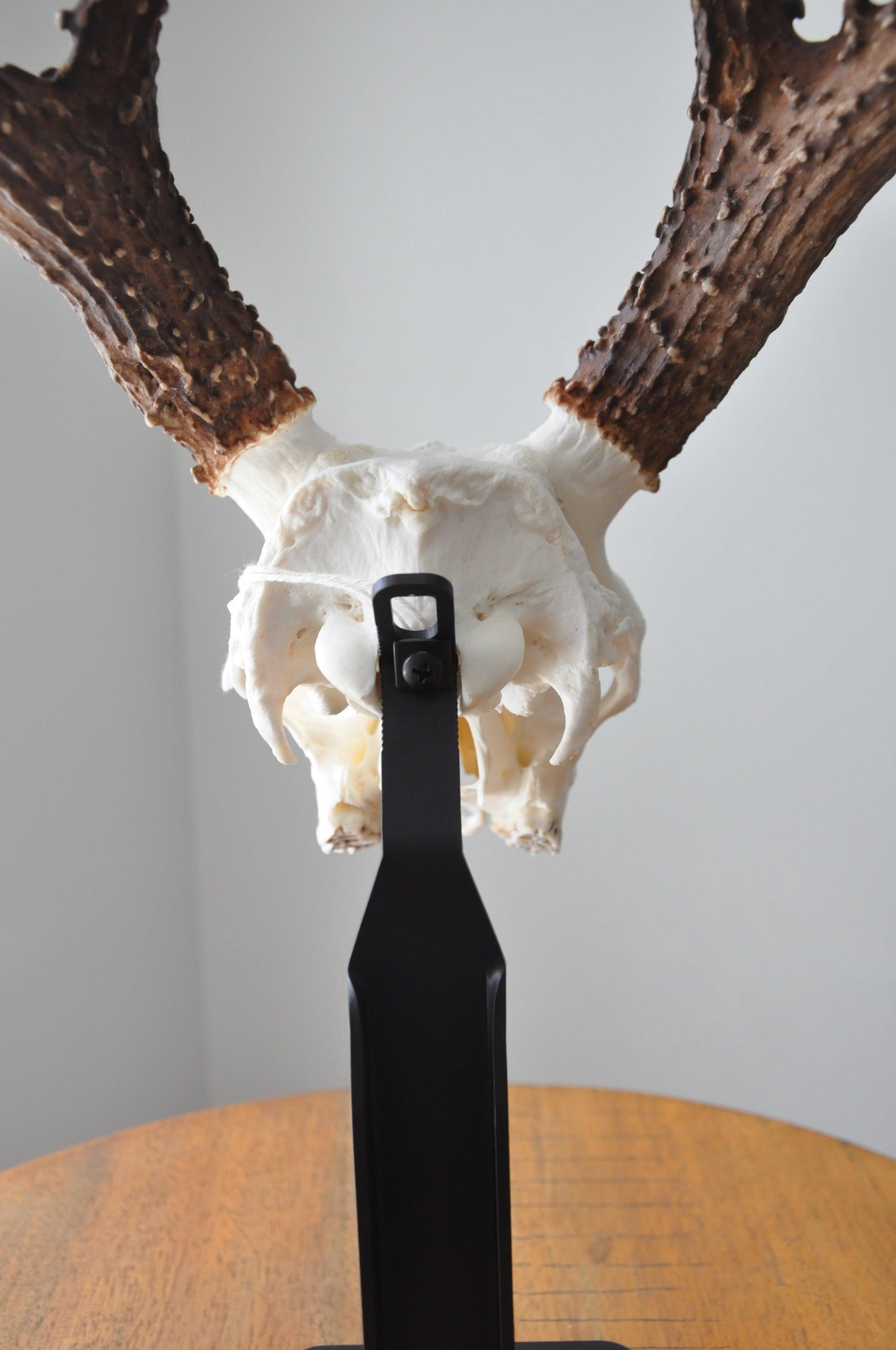 Desktop European Skull Mount Hanger
