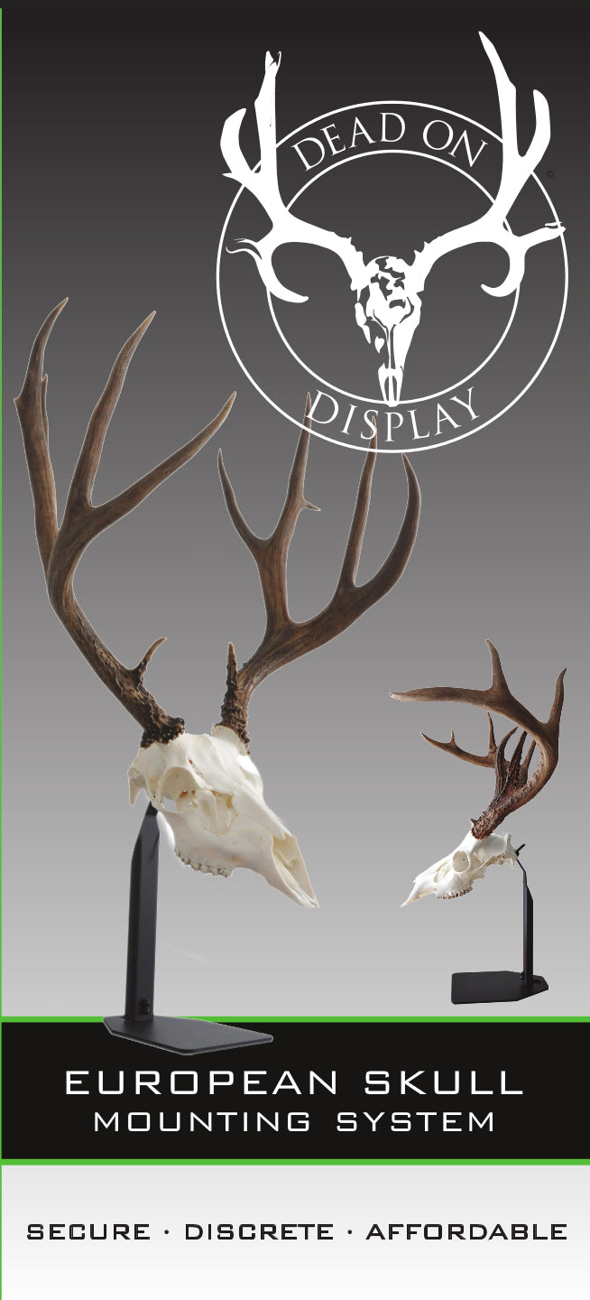 Desktop European Skull Mount Hanger