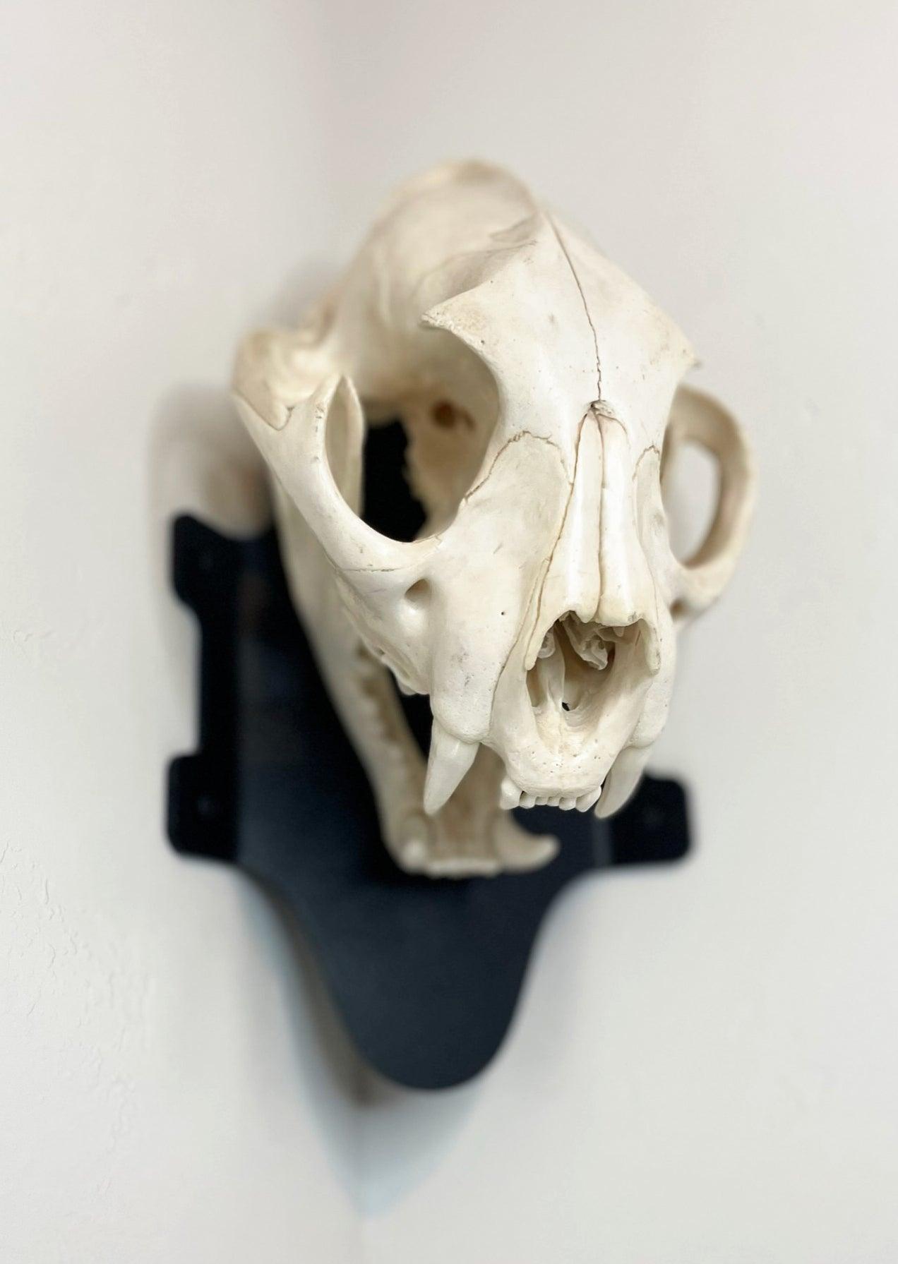 Corner Wall Bracket