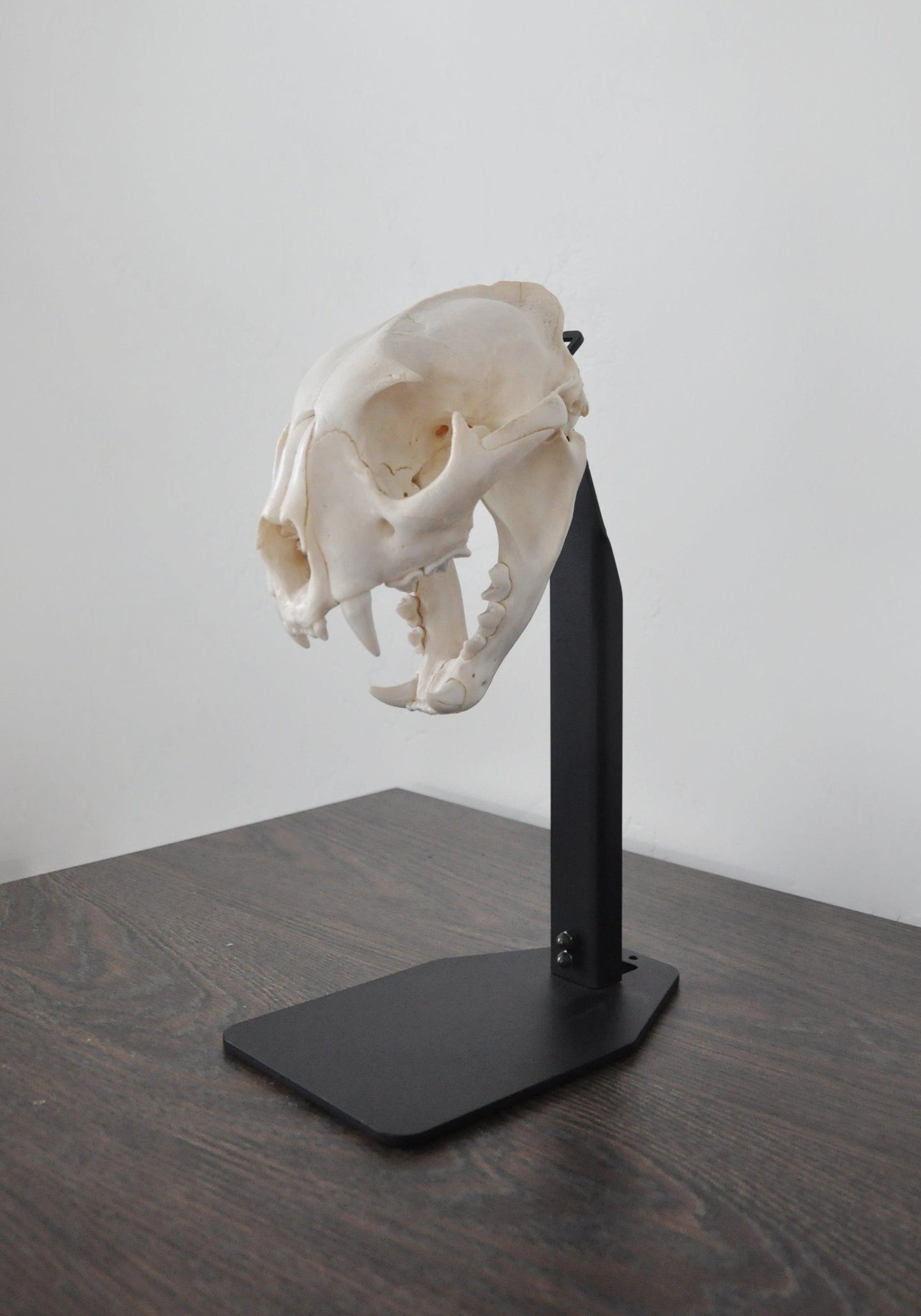 Desktop European Skull Mount Hanger