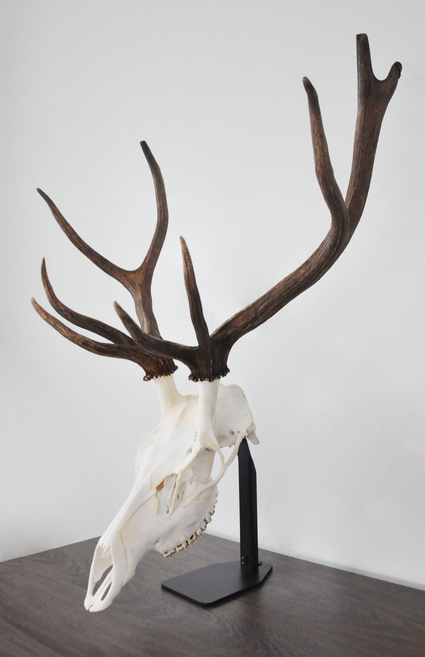 Desktop European Skull Mount Hanger