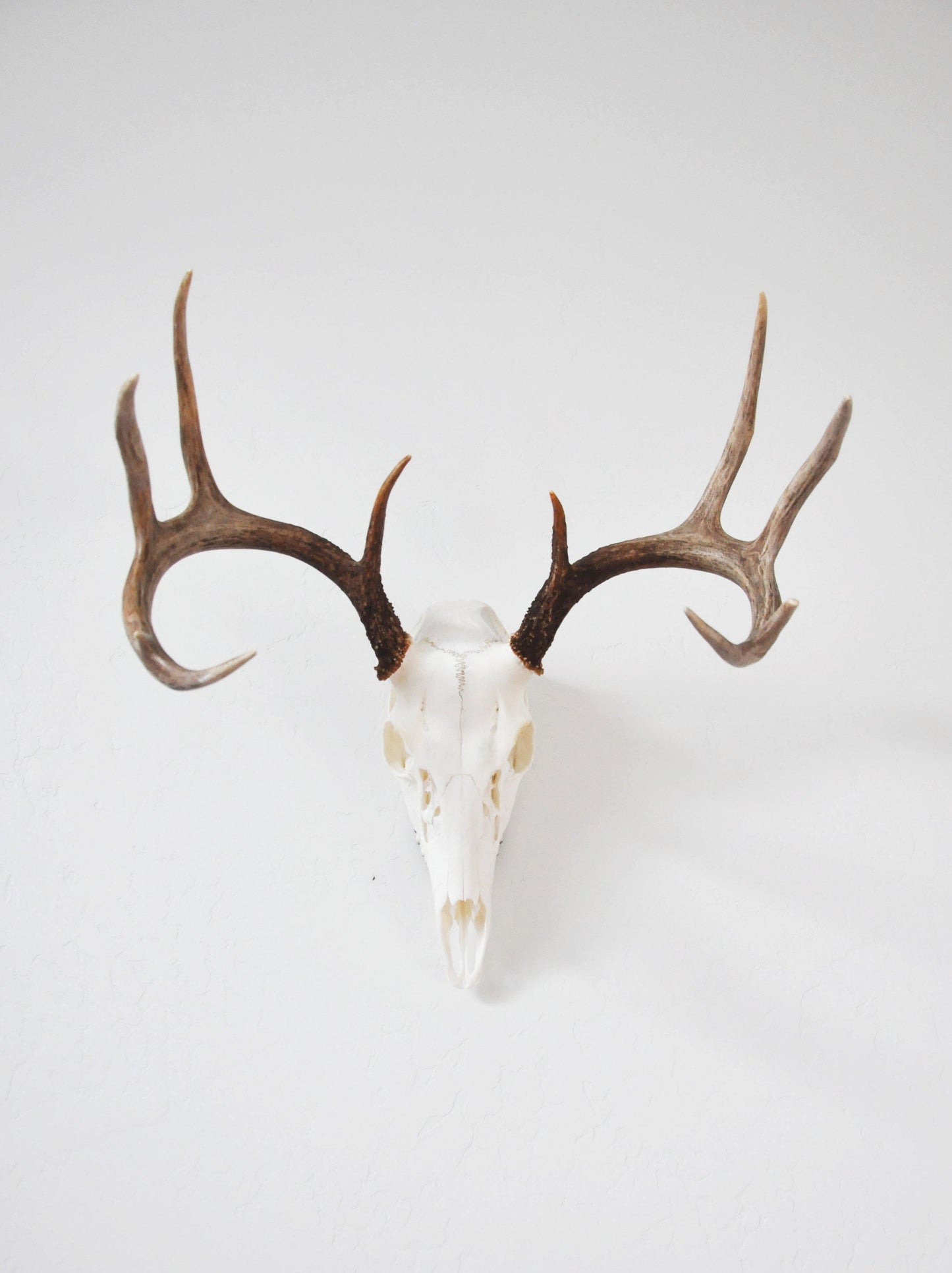European Skull Mount Hanger - MEDIUM