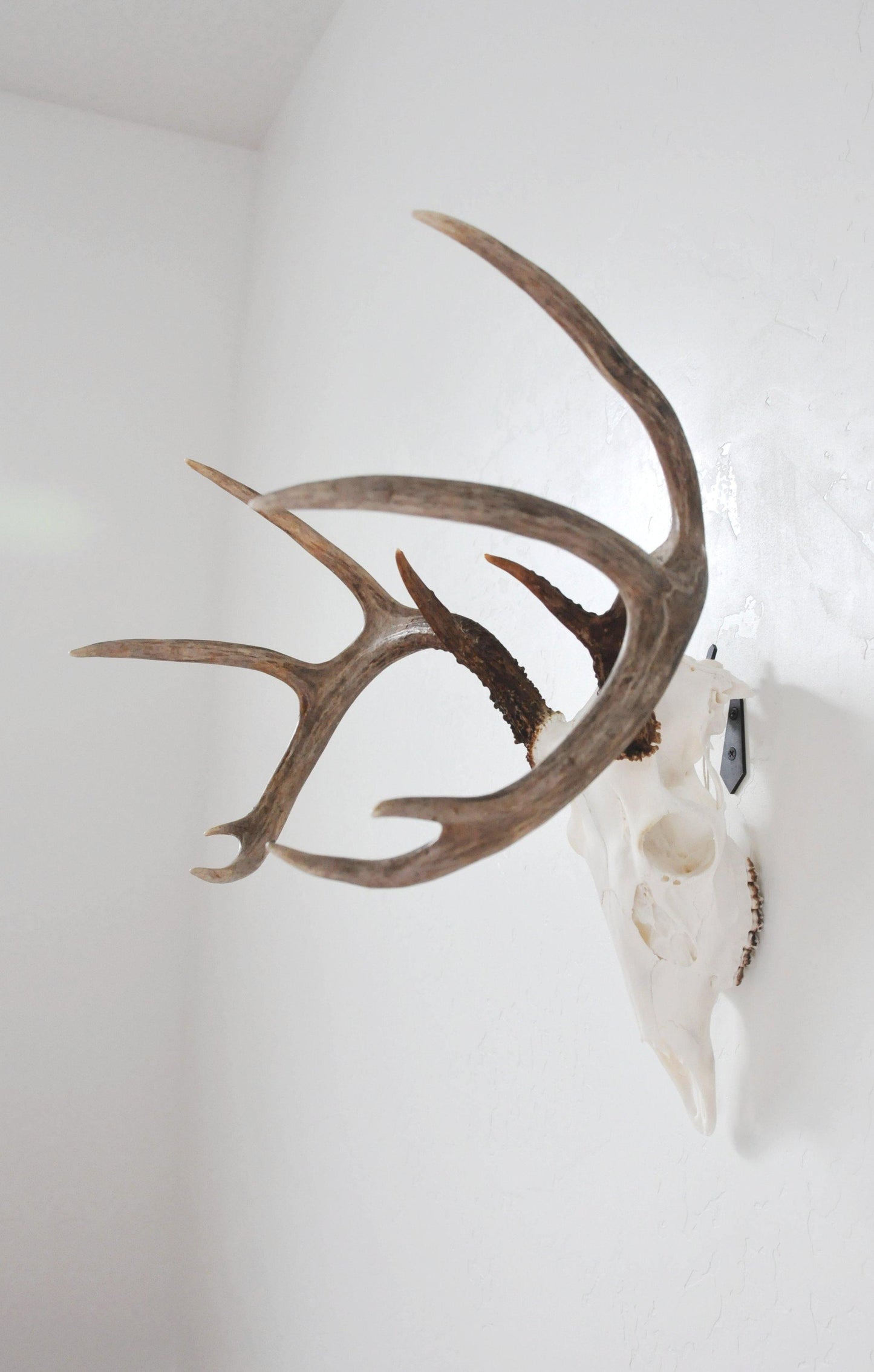 European Skull Mount Hanger - MEDIUM