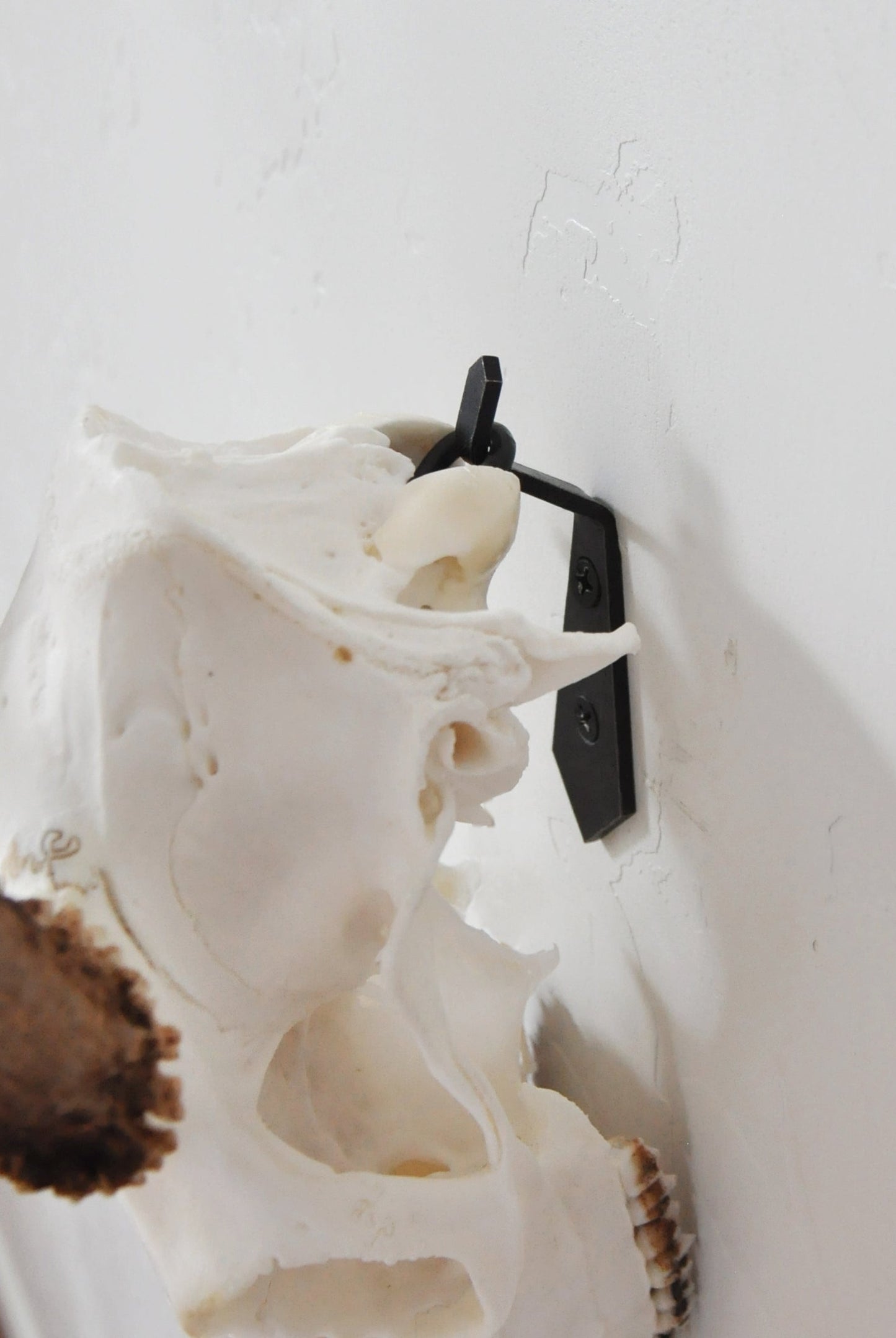 European Skull Mount Hanger - MEDIUM