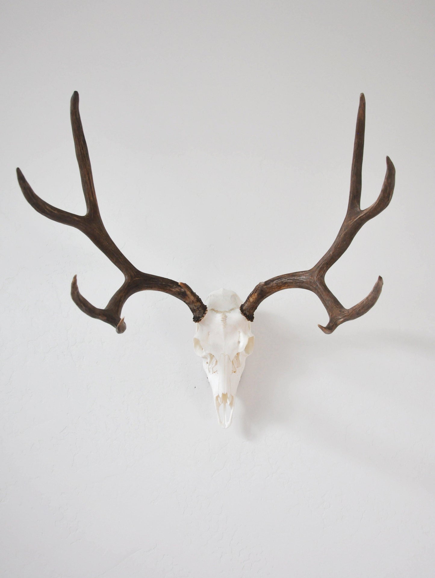 European Skull Mount Hanger - MEDIUM