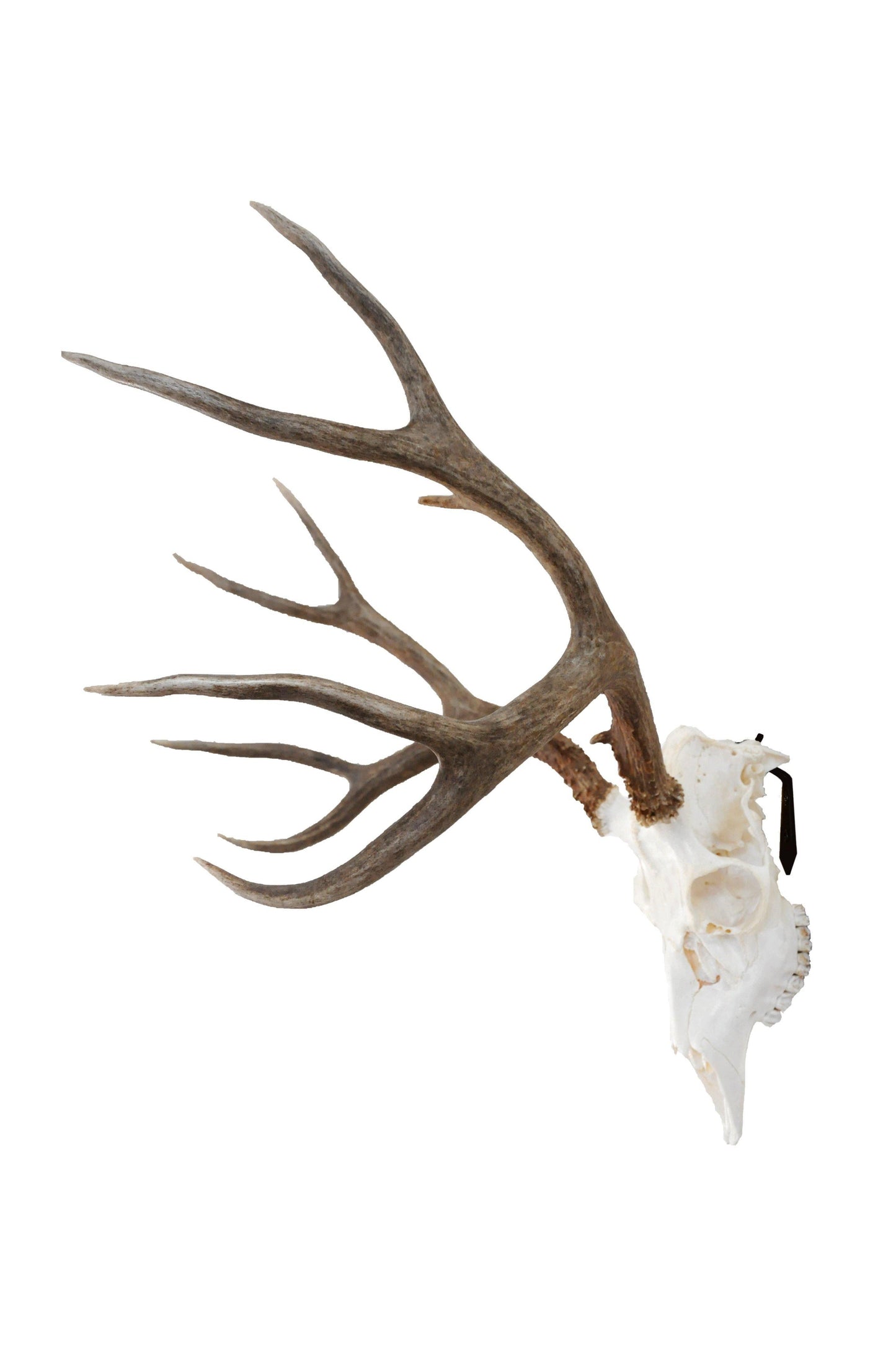 European Skull Mount Hanger - MEDIUM