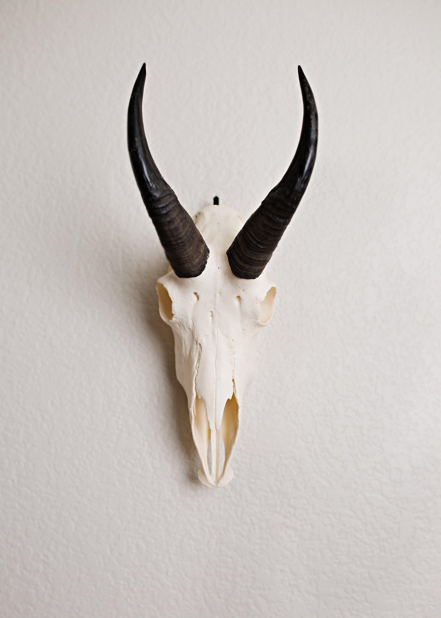 European Skull Mount Hanger - SMALL