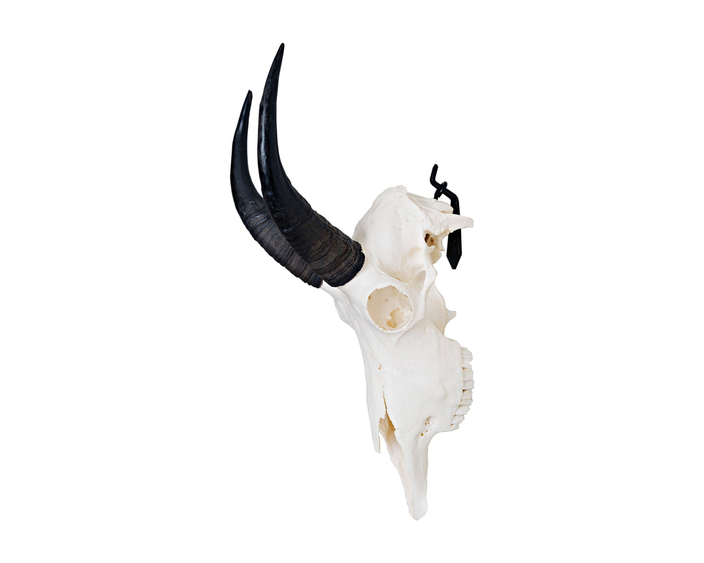 European Skull Mount Hanger - SMALL