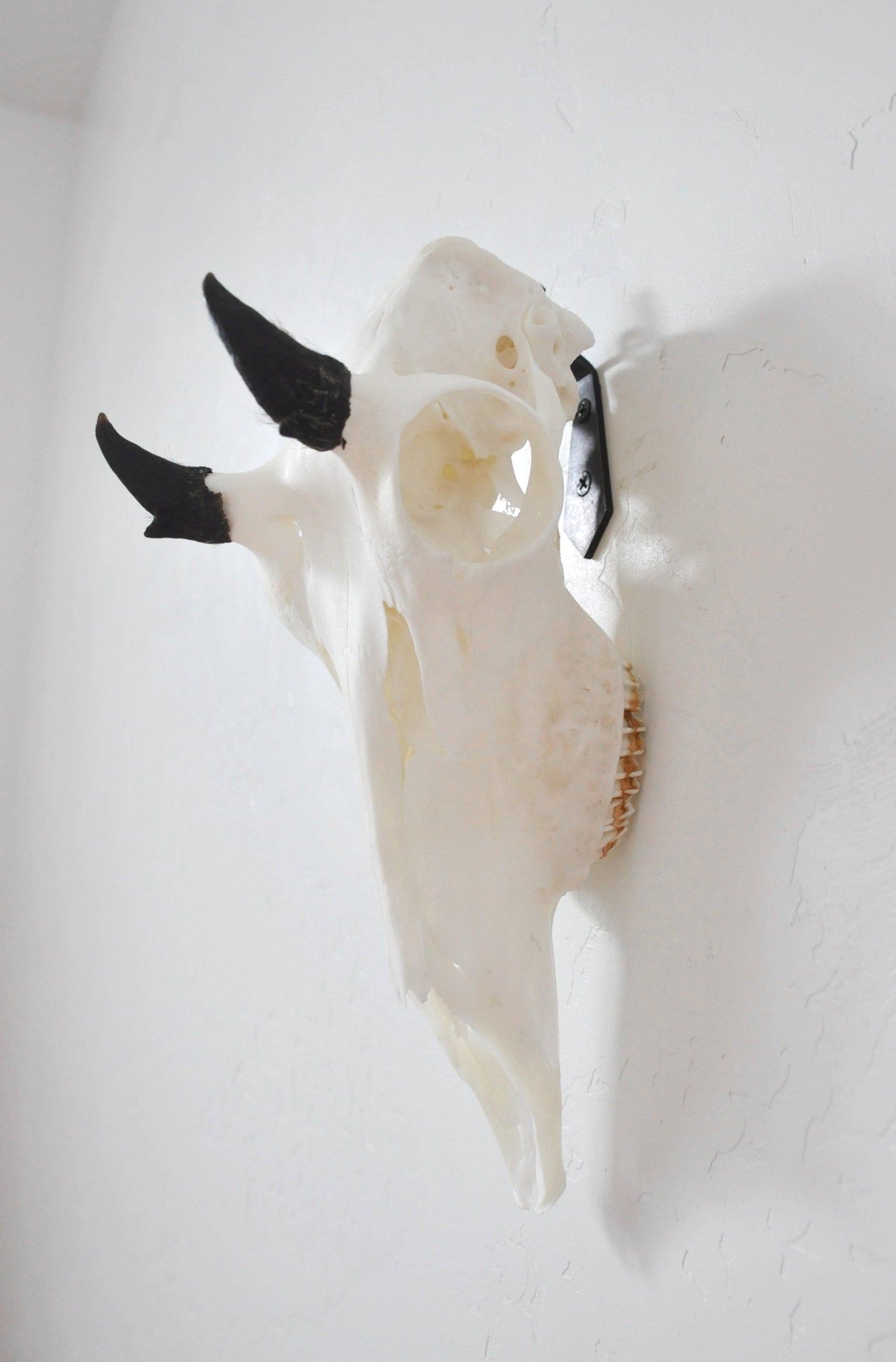 European Skull Mount Hanger - SMALL