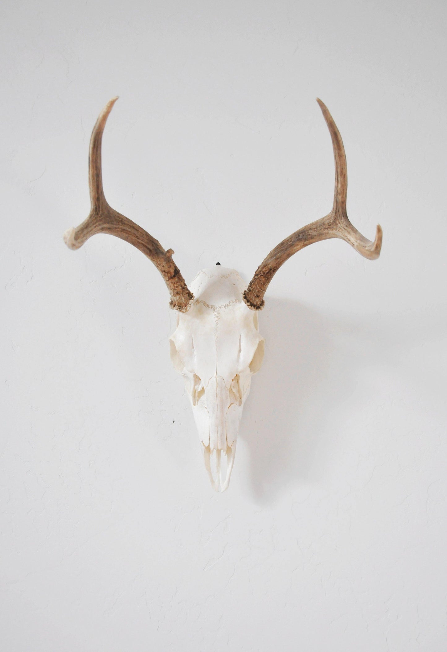 European Skull Mount Hanger - SMALL