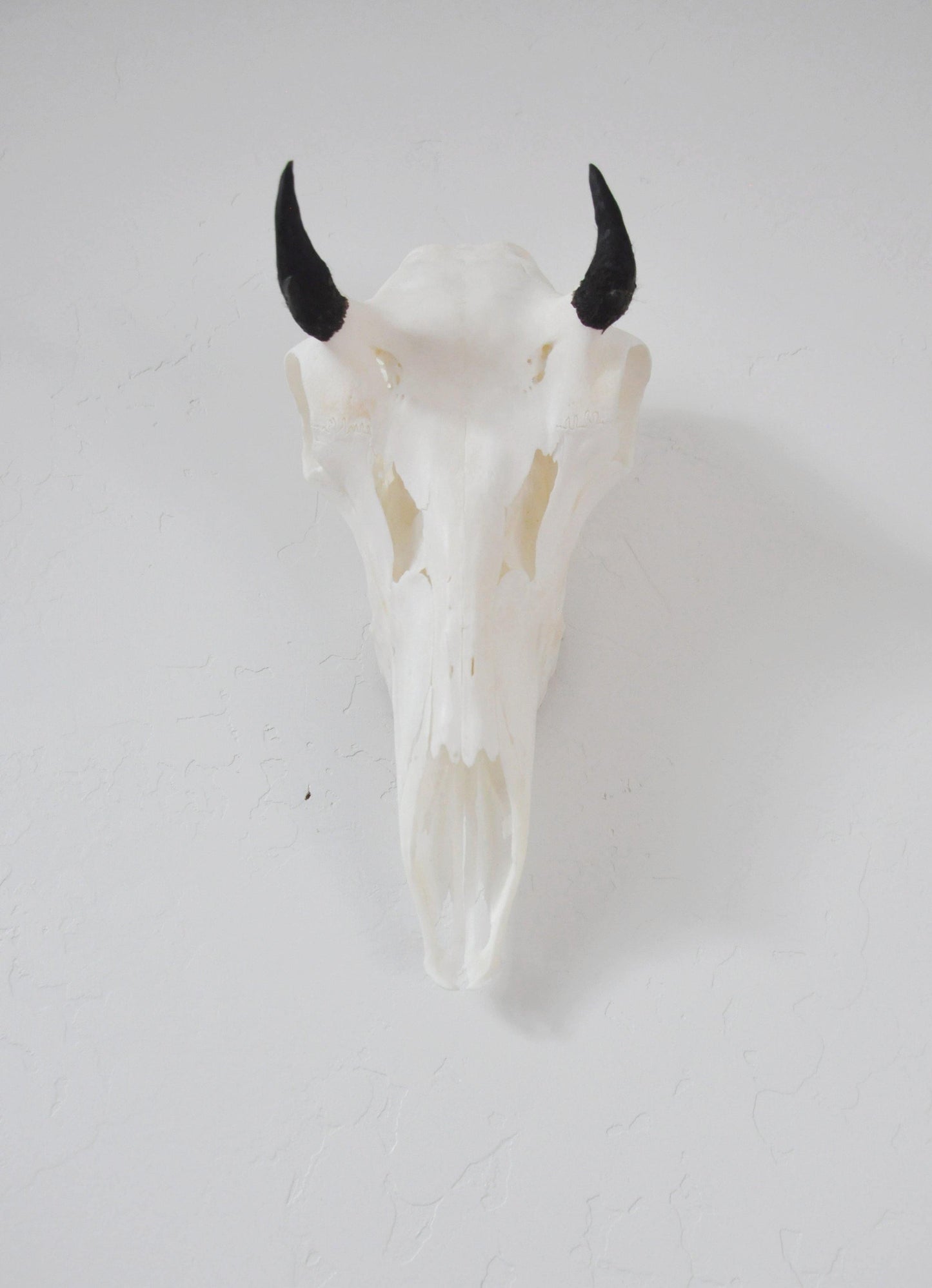 European Skull Mount Hanger - SMALL