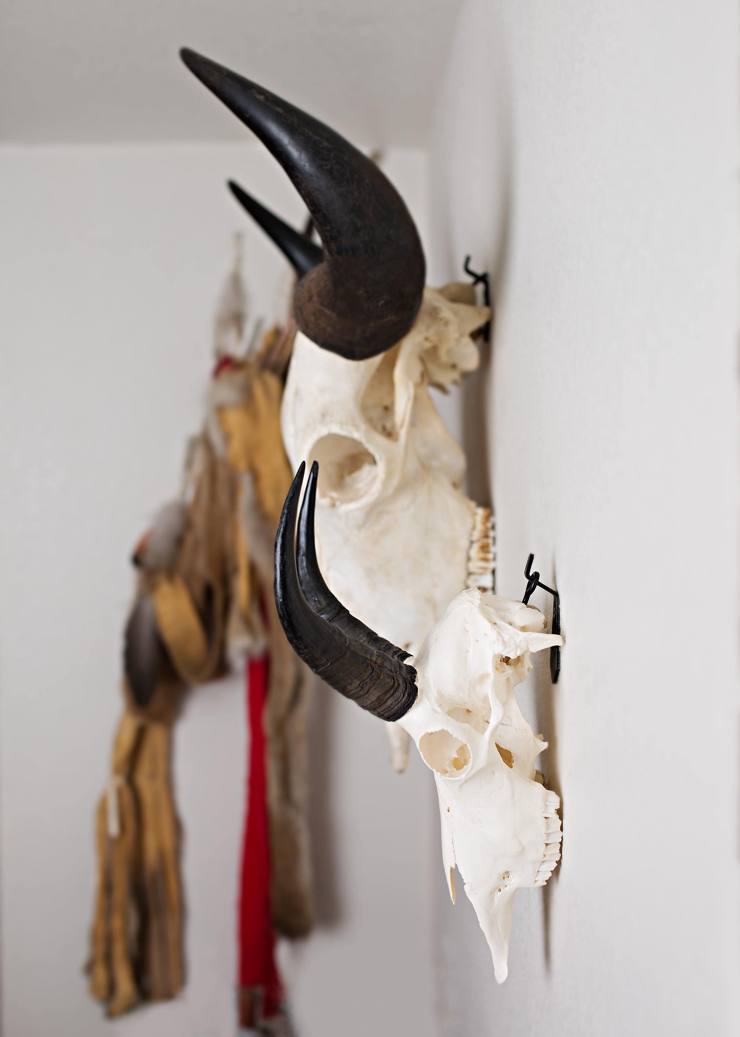 European Skull Mount Hanger - SMALL